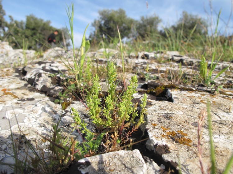 Asterolinon linum-stellatum