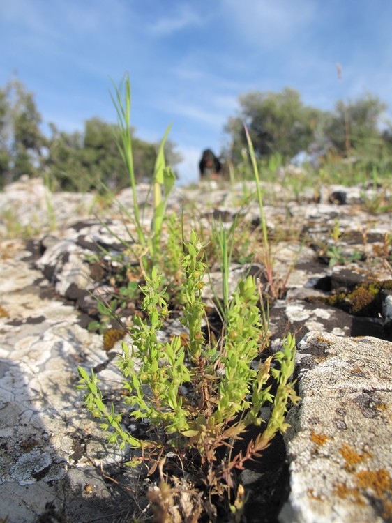 Asterolinon linum-stellatum