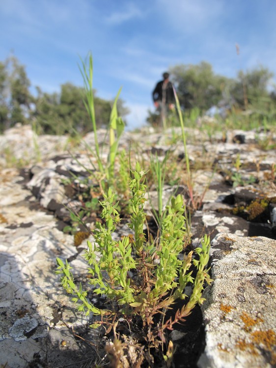 Asterolinon linum-stellatum