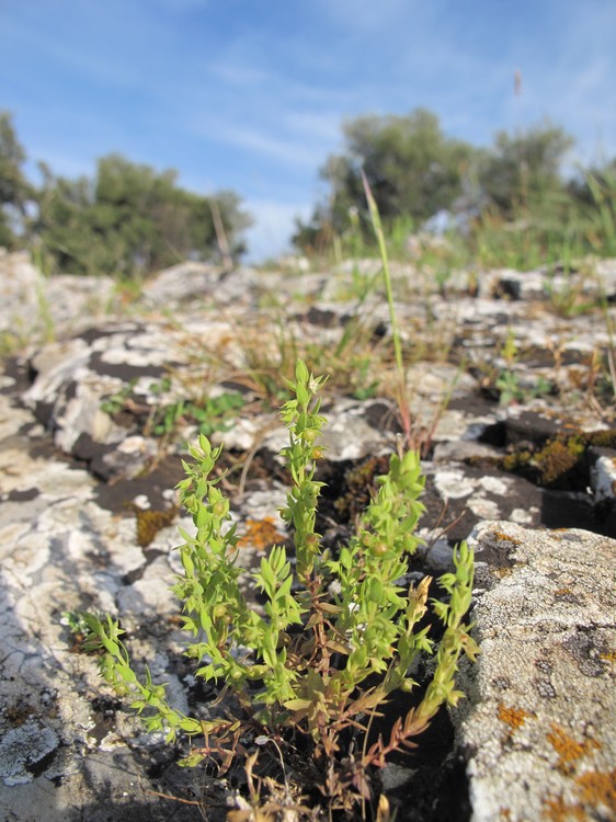 Asterolinon linum-stellatum