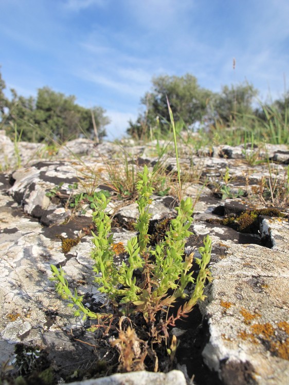 Asterolinon linum-stellatum