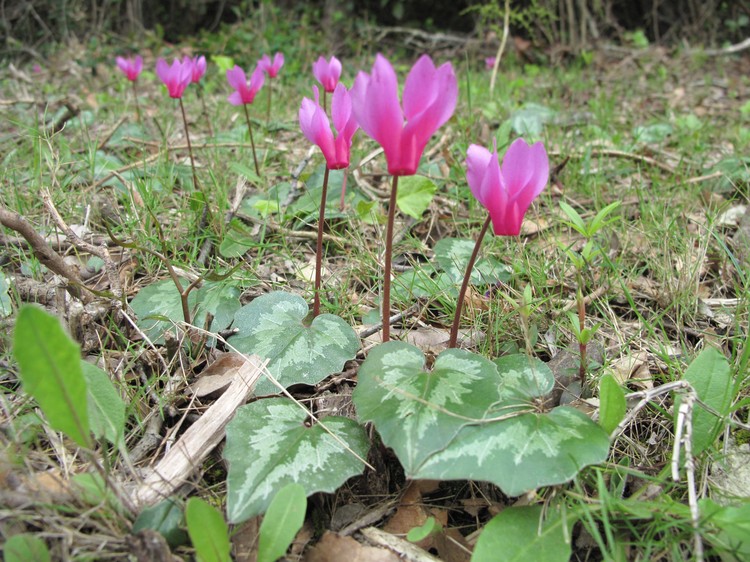 Cyclamen repandum