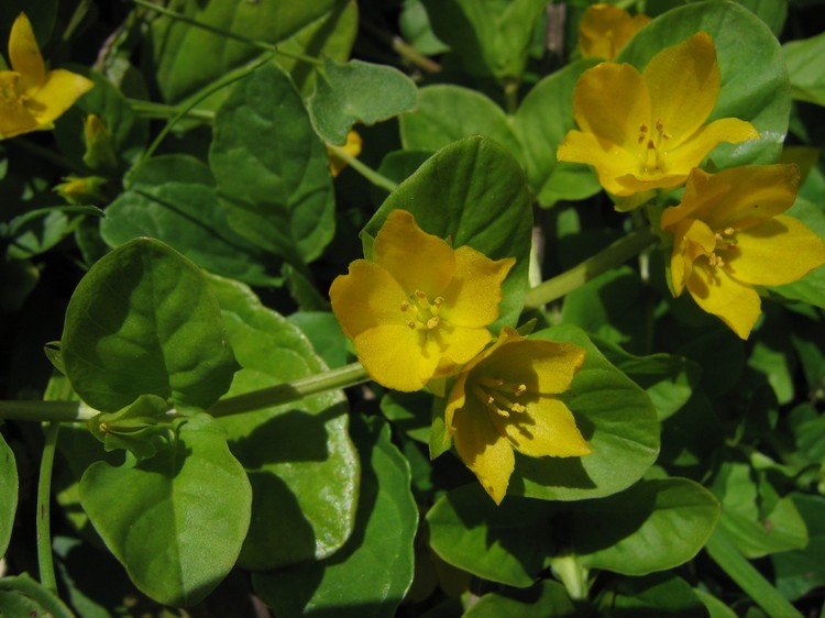 Lysimachia nummularia