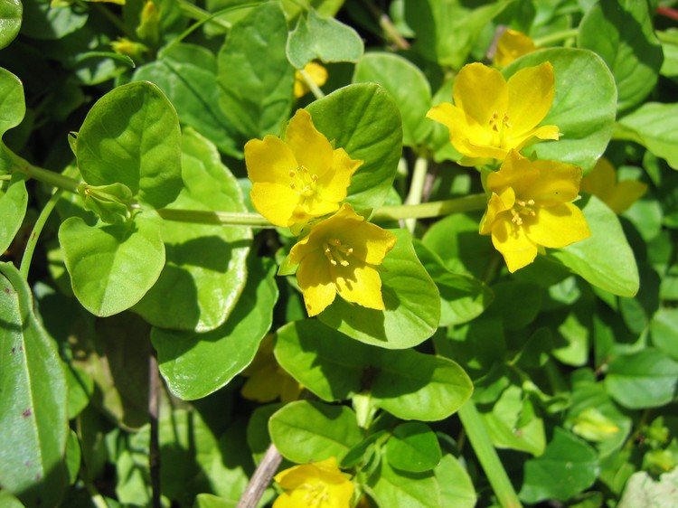 Lysimachia nummularia
