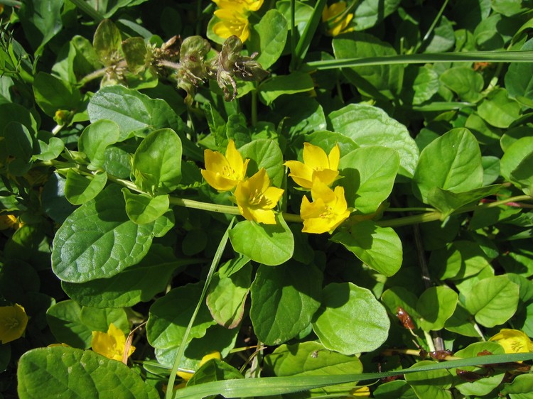 Lysimachia nummularia