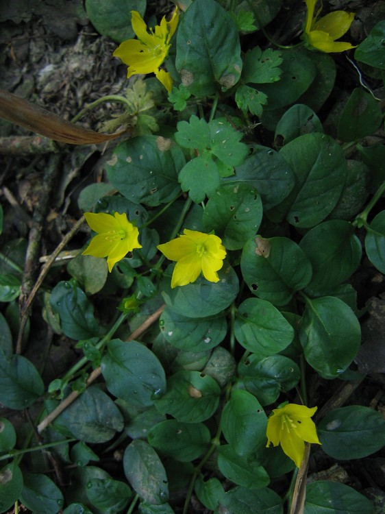 Lysimachia nummularia