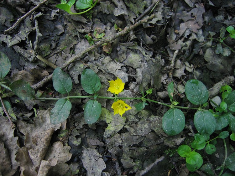 Lysimachia nummularia