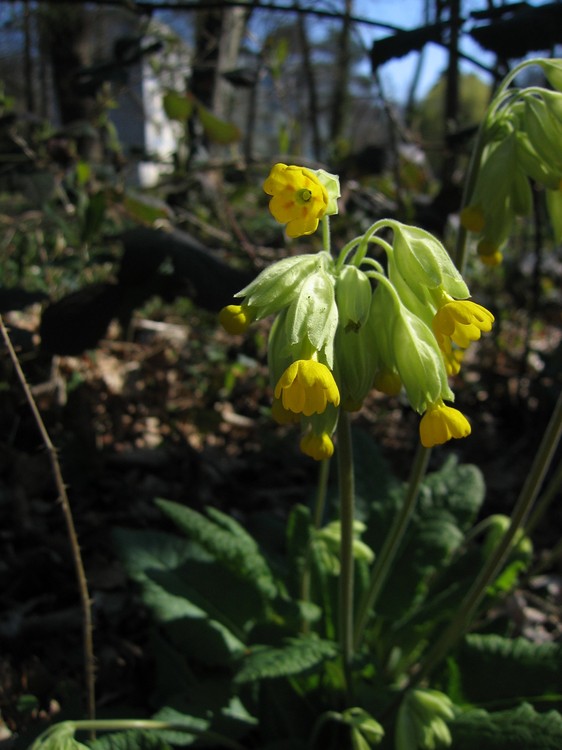 Primula veris