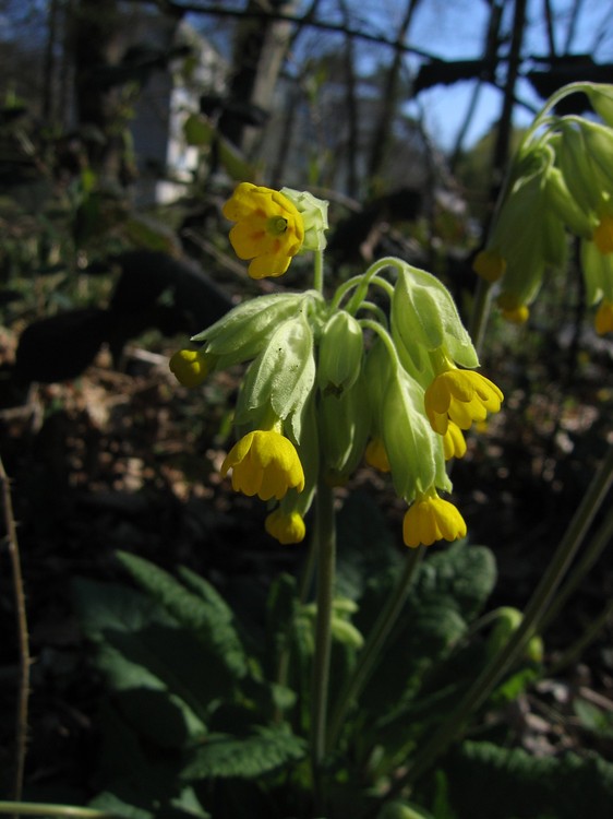 Primula veris
