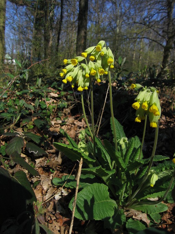Primula veris