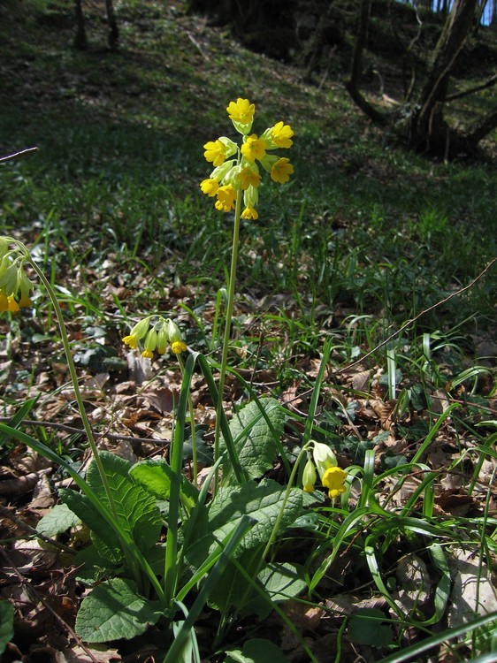 Primula veris