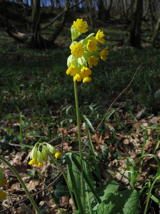 Primula veris