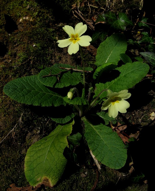 Primula vulgaris