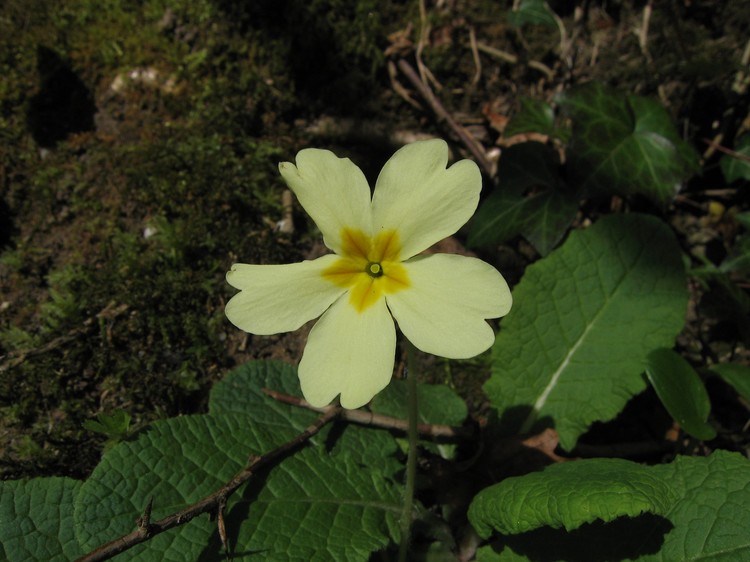 Primula vulgaris