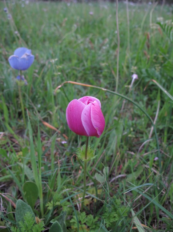 Anemone coronaria