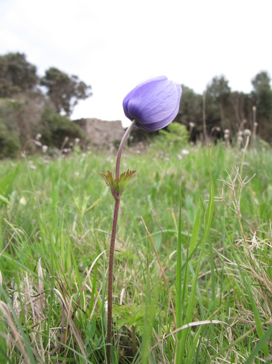 Anemone coronaria