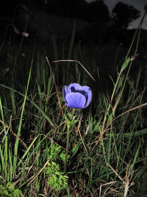Anemone coronaria