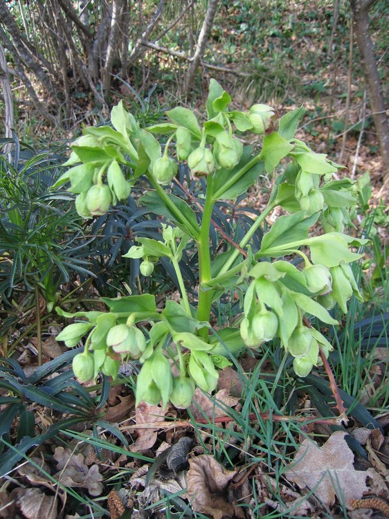 Helleborus foetidus