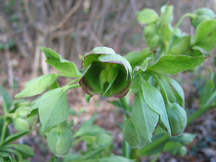 Helleborus foetidus