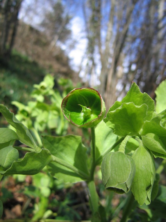 Helleborus foetidus