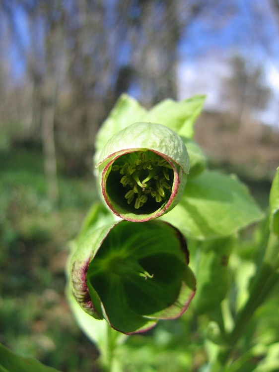 Helleborus foetidus