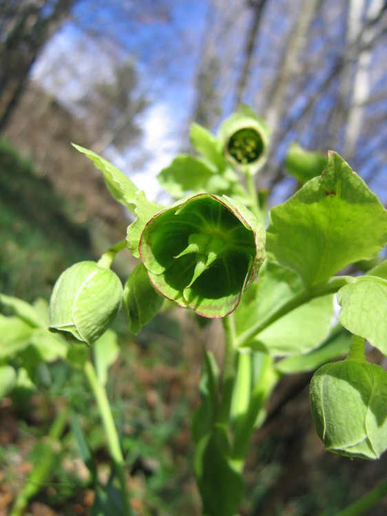 Helleborus foetidus