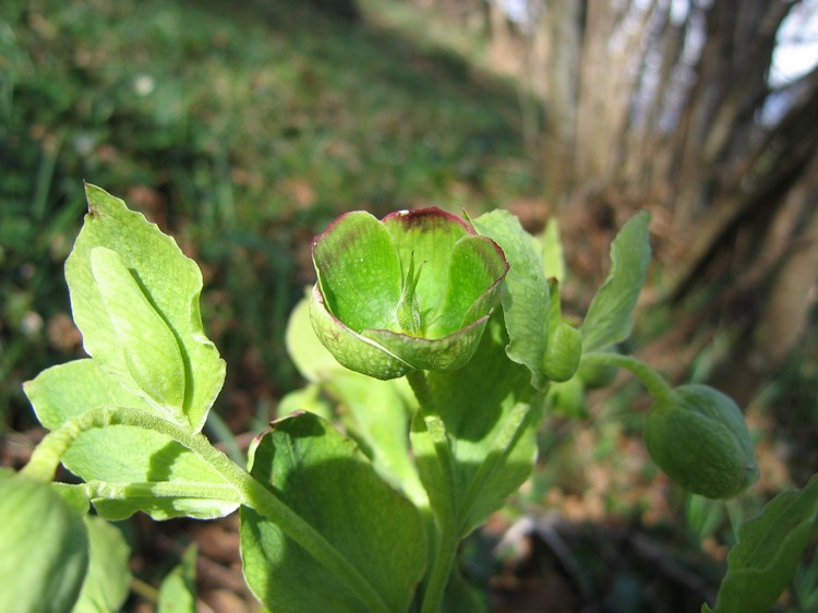 Helleborus foetidus