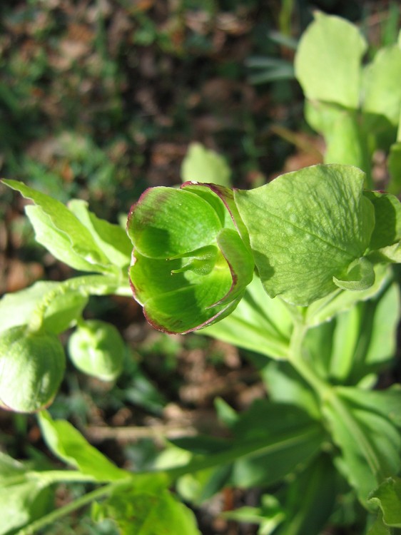 Helleborus foetidus