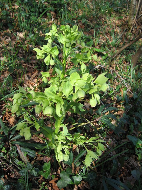 Helleborus foetidus