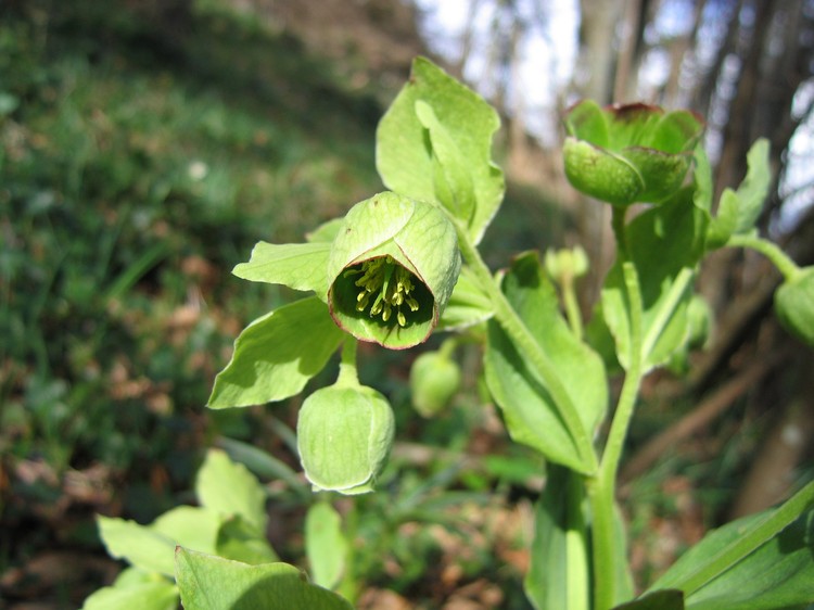 Helleborus foetidus