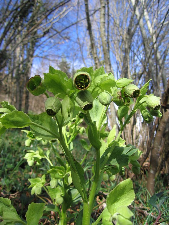 Helleborus foetidus
