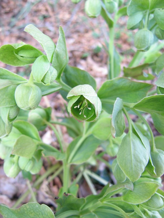 Helleborus foetidus