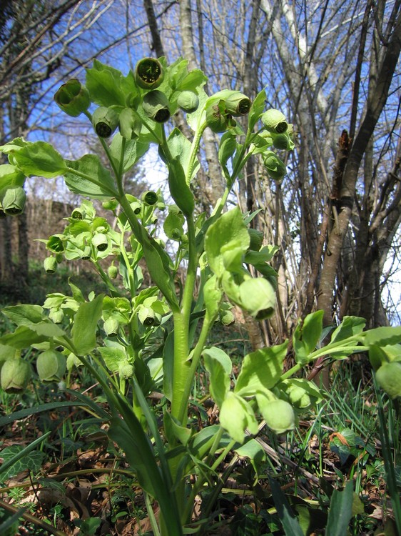 Helleborus foetidus