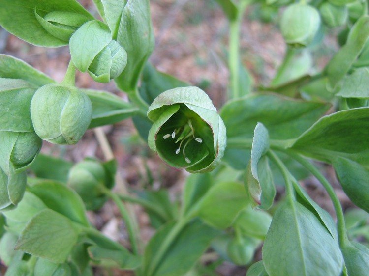Helleborus foetidus