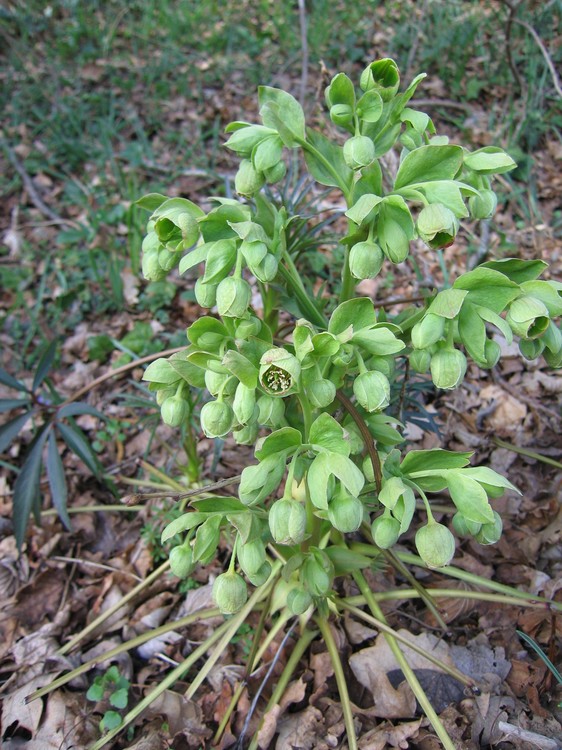 Helleborus foetidus
