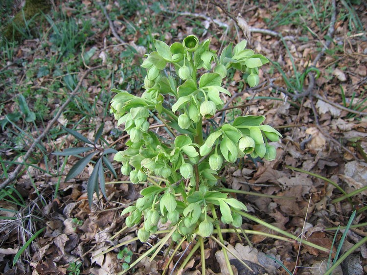 Helleborus foetidus