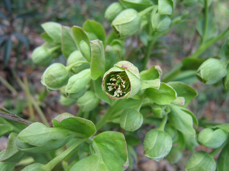 Helleborus foetidus