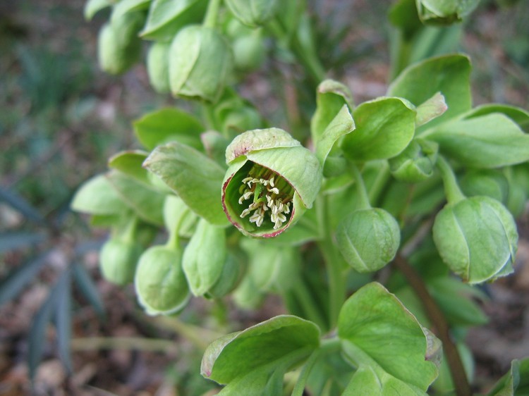 Helleborus foetidus