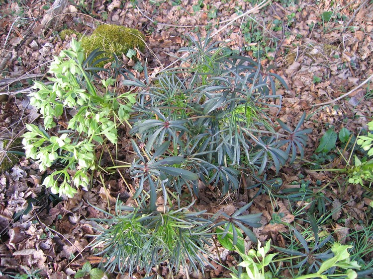 Helleborus foetidus