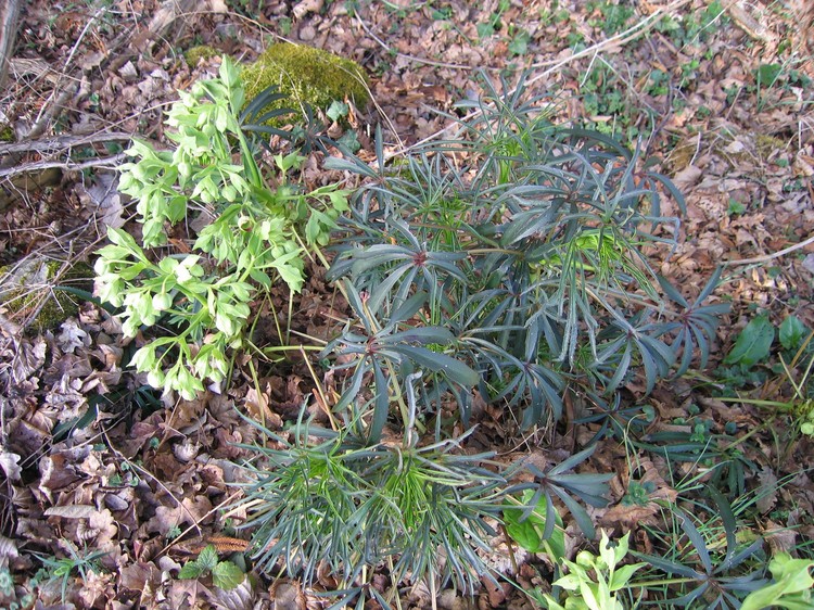 Helleborus foetidus