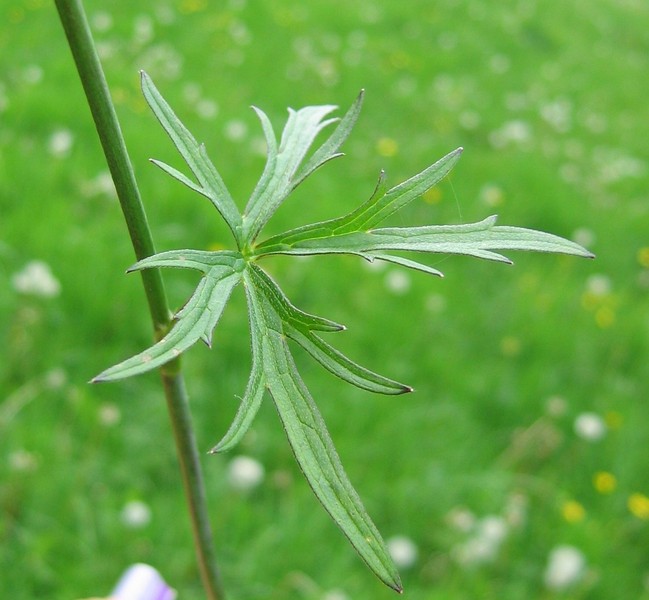 Ranunculus acris