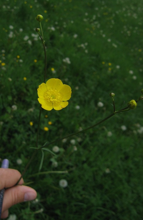 Ranunculus acris