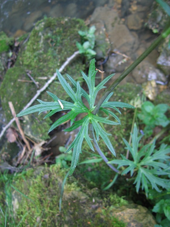 Ranunculus acris