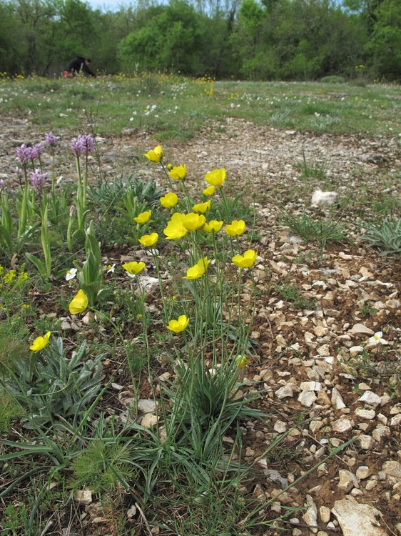 Ranunculus gramineus