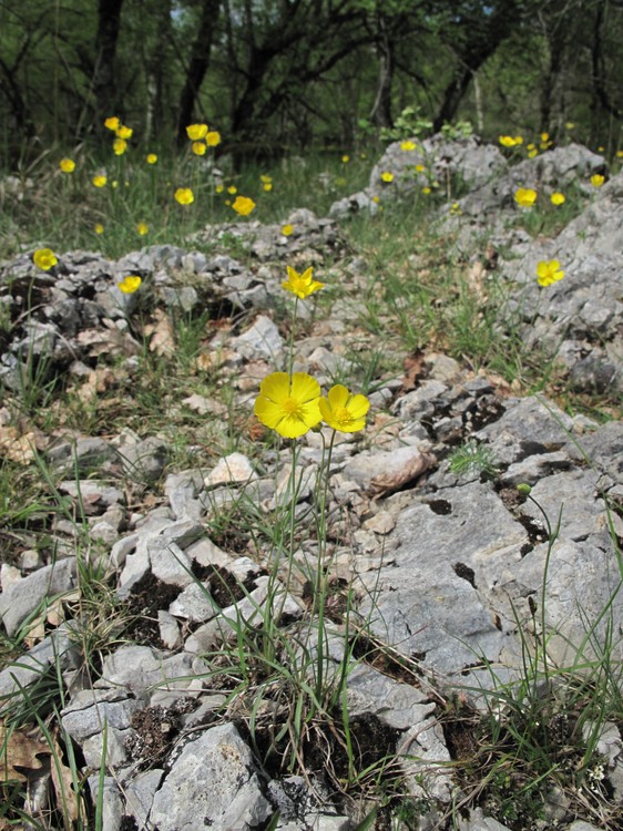 Ranunculus gramineus