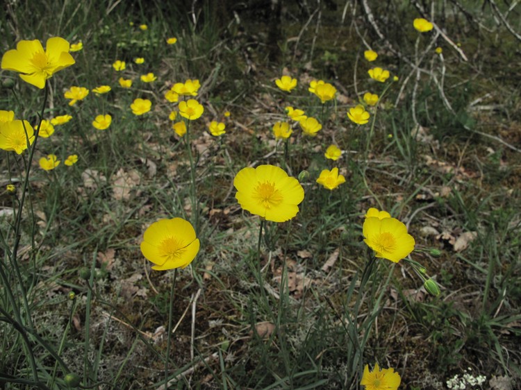 Ranunculus gramineus
