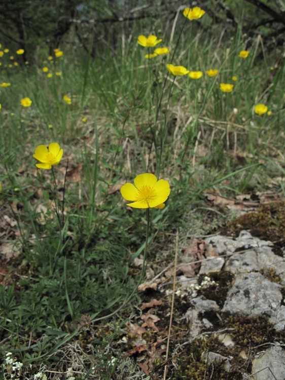 Ranunculus gramineus