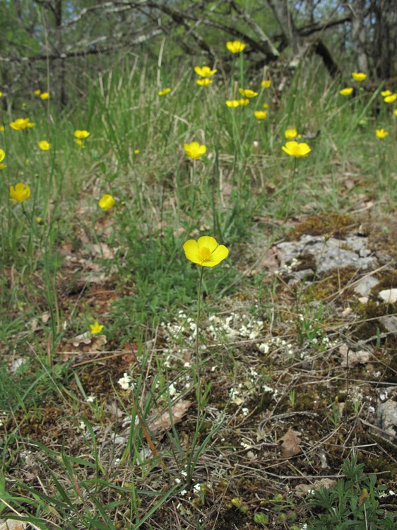 Ranunculus gramineus