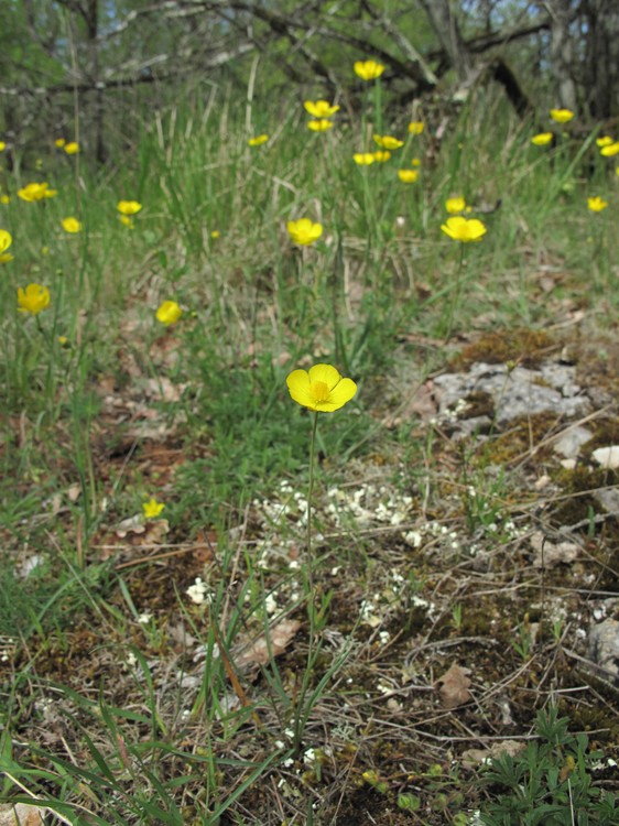Ranunculus gramineus