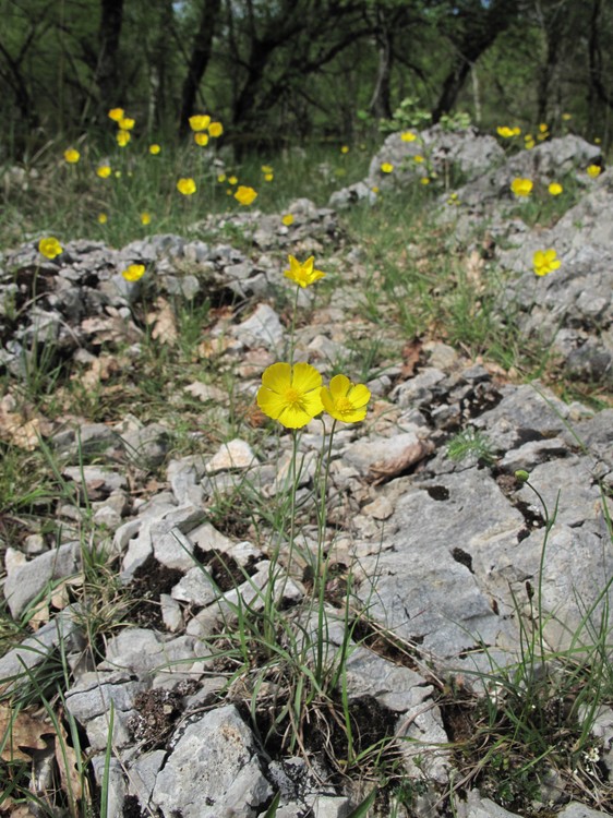 Ranunculus gramineus